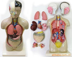 刘许淮医药教学器材产品列表 助力现代医学教育与技能培训
